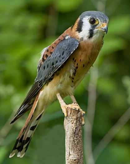 330px-Male AmericanKestrel02