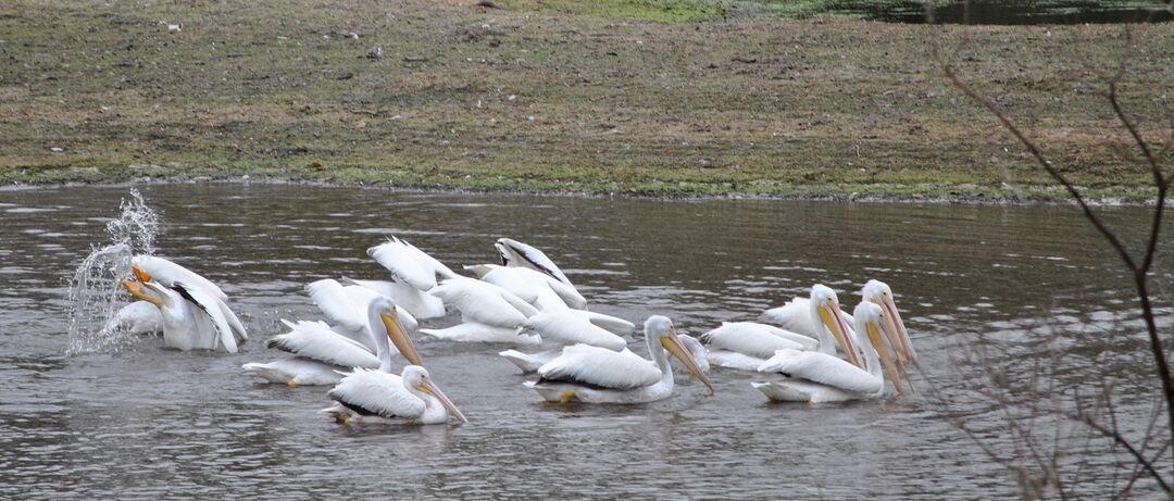 white pelicans _12 - Copy