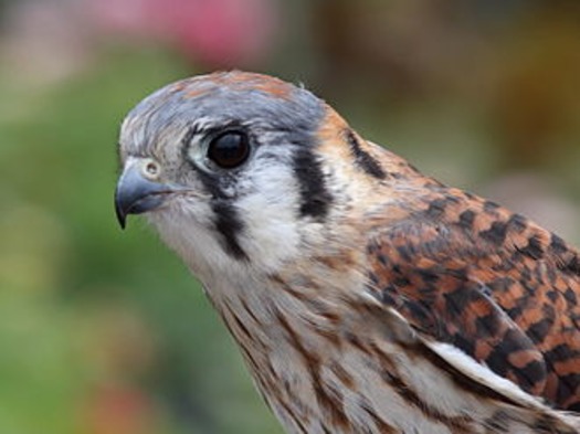 330px-Female_American_Kestrel