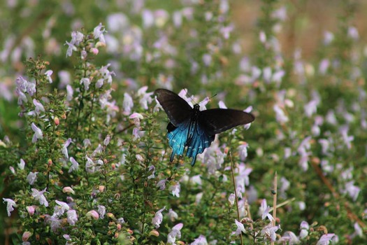 Pipevine Swallowtail - Chinsegut Conservation Center