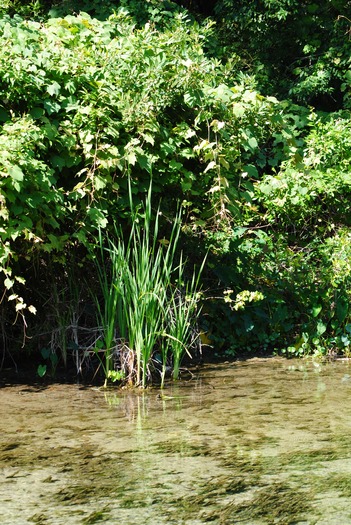 WW River scenery