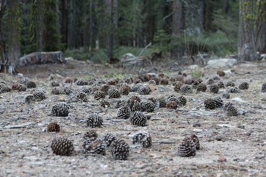 cones on ground