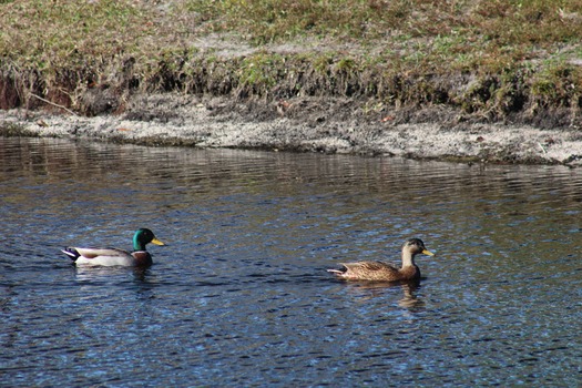 Ducks and Birds