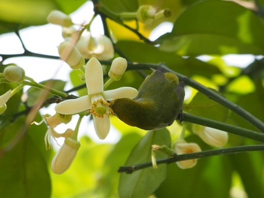 grapefruit blossom