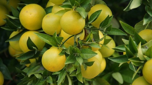 grapefruit cluster