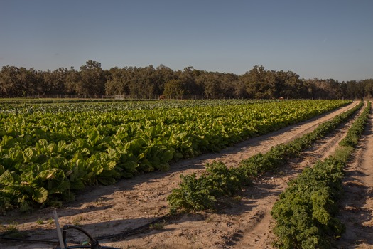 Farm Crop Rows