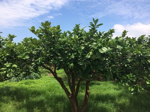 grapefruit-trees-563901__340