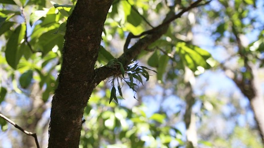 Croom Hiking Trail