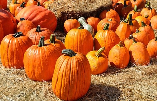 pumpkins-(pixabay)