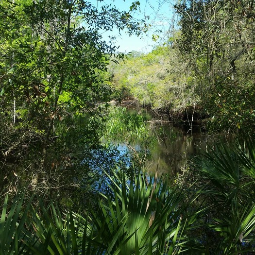 From horseback in Withlacoochee Forest