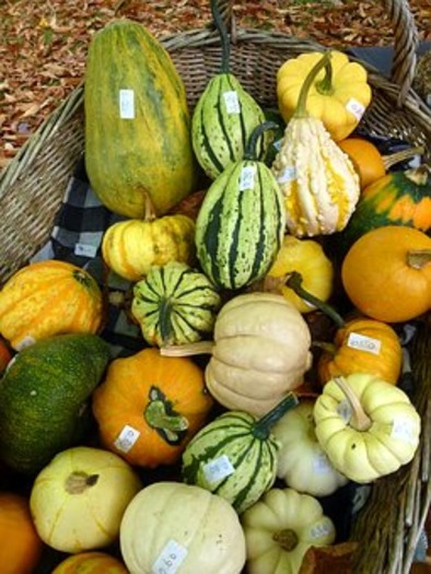 squash-(pixabay)