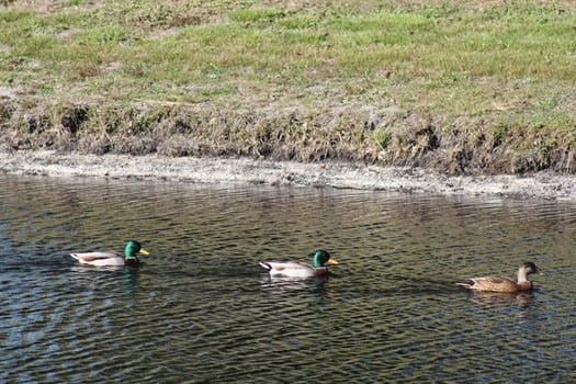 Ducks and Birds