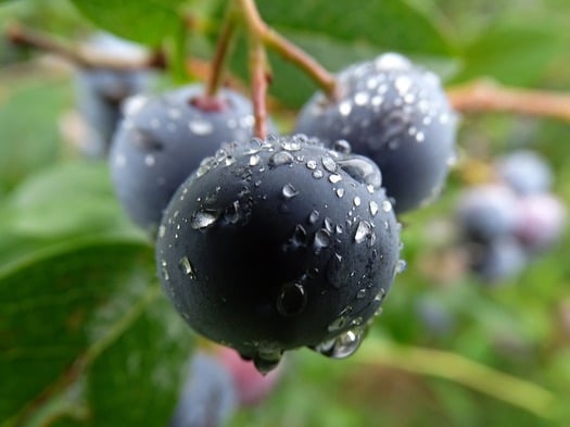 blueberry mouthwatering