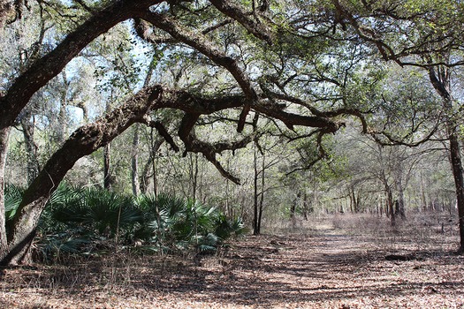 Cypress Lakes Trail