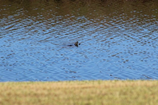 Ducks and Birds