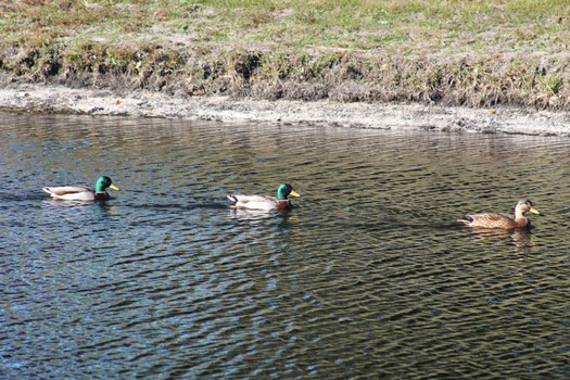 Ducks and Birds