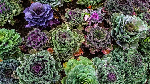 varieties-of-kale-(pixabay)