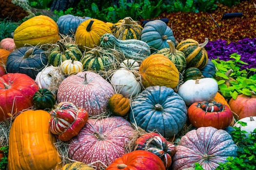 Pumpkin - Gourds (pixabay)