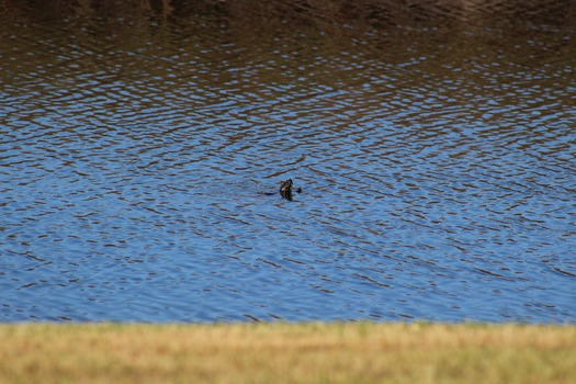 Ducks and Birds