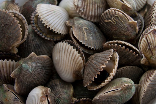 Scallops Bethea UF