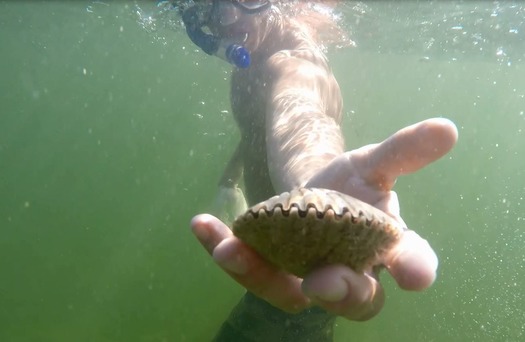 Scallop Snorkel Hand