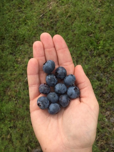 berries in hand