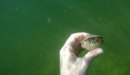 Scallop in Hand 3