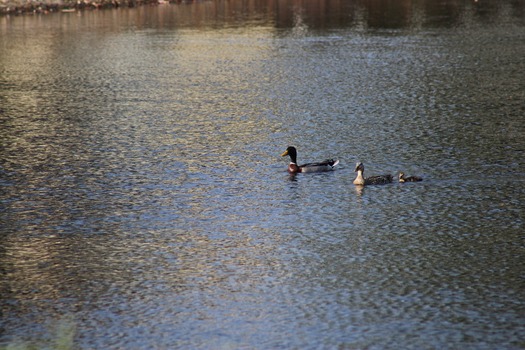 Ducks in Water