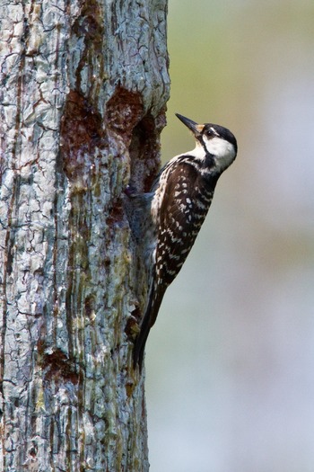 Red Cockaded Woodpecker