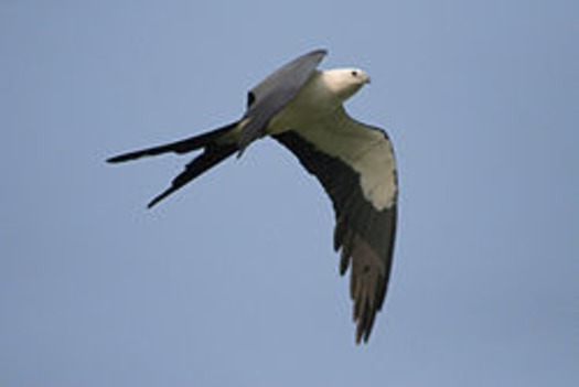 Swallow-tailed Kite2