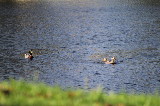 Ducks in Water