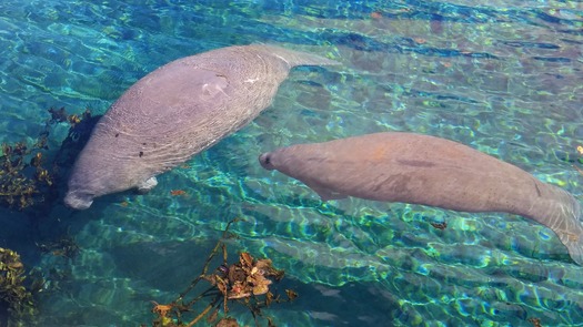 Manatee at WW 11-1-17  (photo by CKnudson)