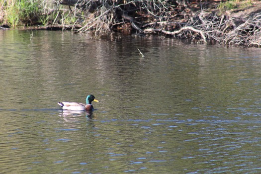 Ducks in Water