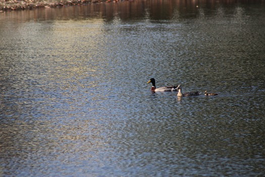 Ducks in Water