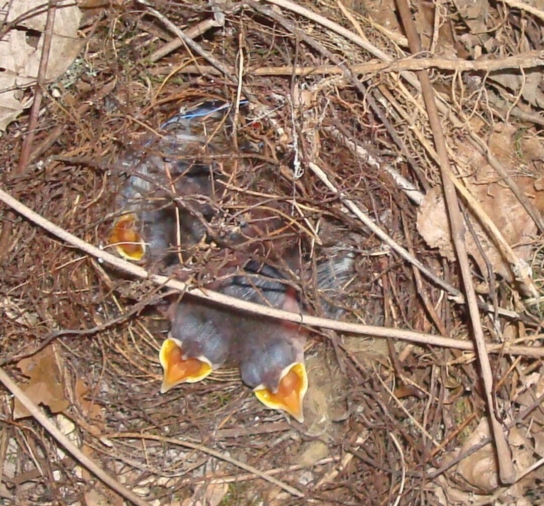 Baby Carolina Wrens at lunchtime - 070512 - by C.Knudson