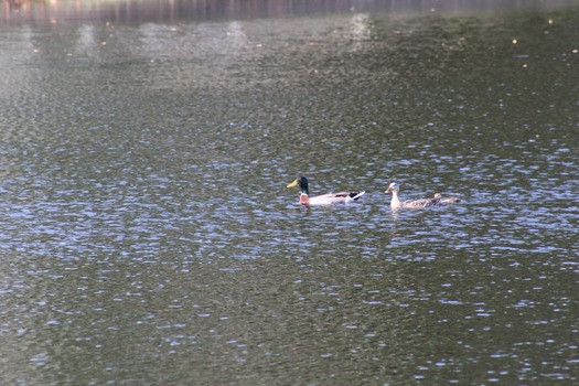 Ducks in Water