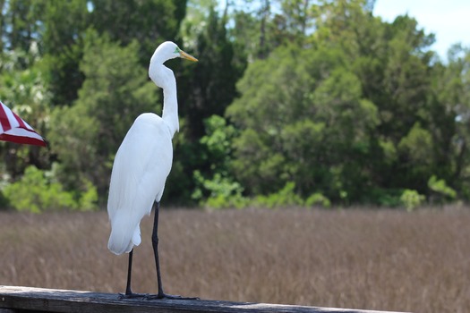 Birds in Hernando County