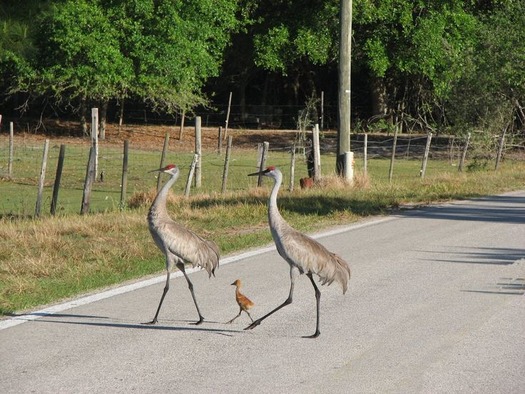 Sandhill Cranes with baby