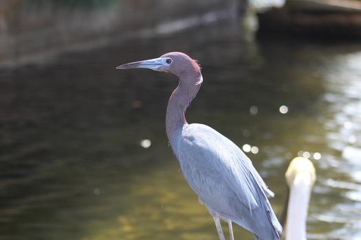 Birds in Hernando County