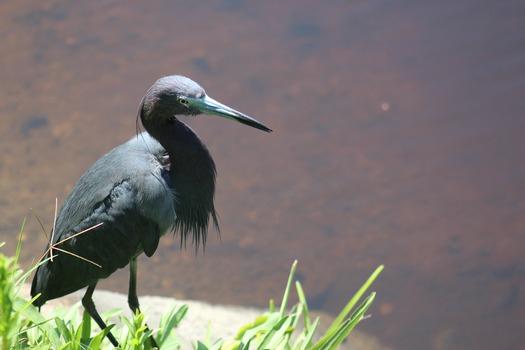 Birds in Hernando County