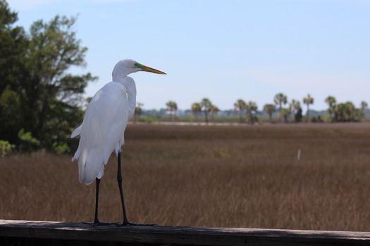 Birds in Hernando County