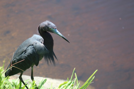 Birds in Hernando County