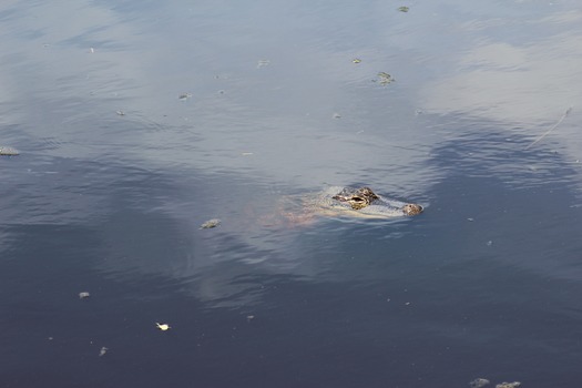 Birds in Hernando County