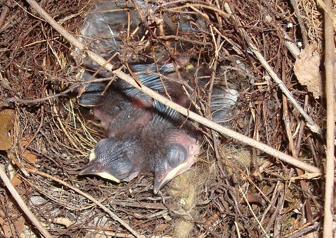 7-5-12 Wisps of feathers starting to grow