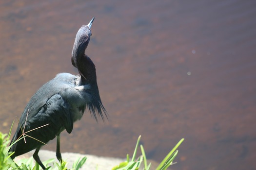 Birds in Hernando County