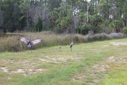 Birds in Hernando County