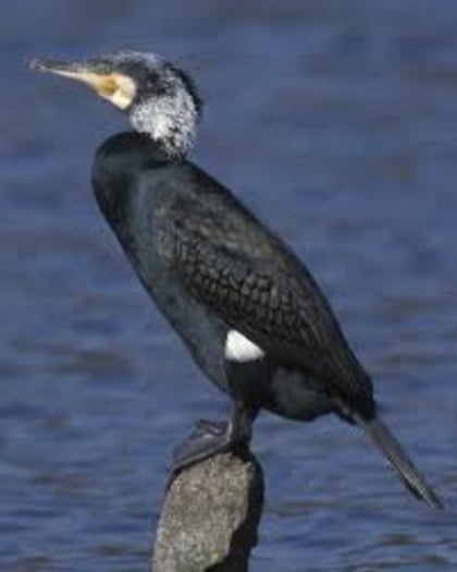 1-Cormorant (Florida Audubon Society)