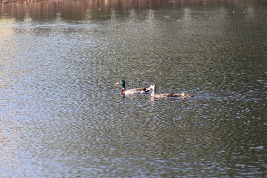 Ducks in Water