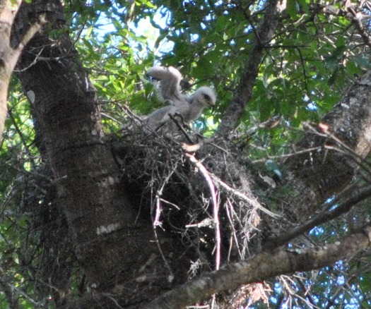 Hawk babies 1