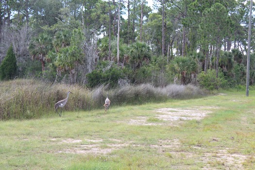 Birds in Hernando County